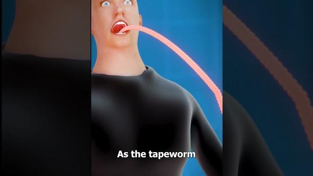 What is a tapeworm? What is a tapeworm?