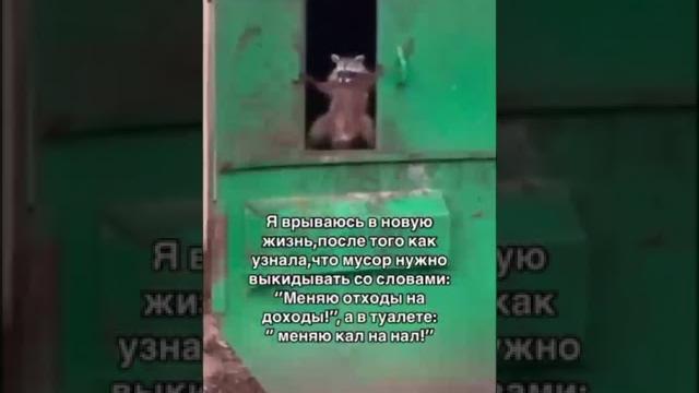 #прикол #новаяжизнь #енот #прикол #новаяжизнь #енот