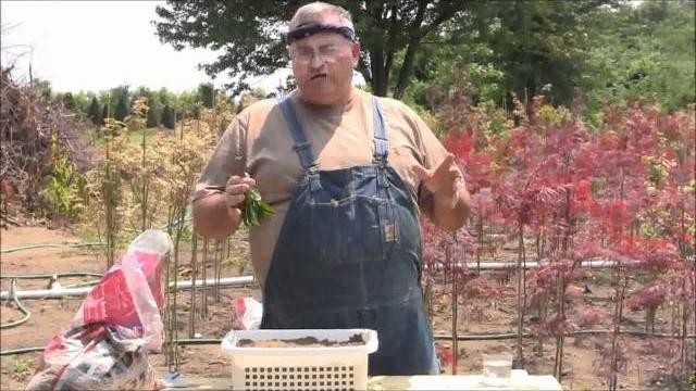 A simple way to root plants from cuttings A simple way to root plants from cuttings
