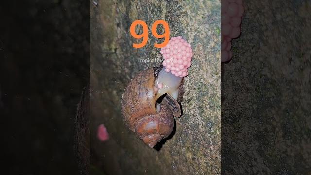 The reproductive process of snails and the journey of counting snail eggs are extremely satisfying The reproductive process of snails and the journey of counting snail eggs are extremely satisfying