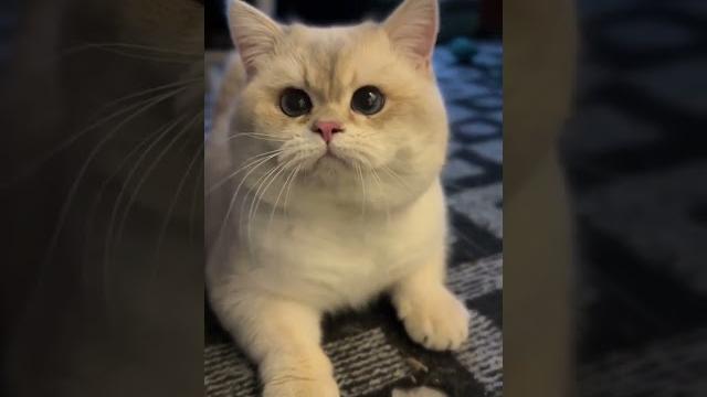 招财猫 招财猫