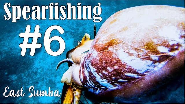 Spearfishing giant cuttlefish - a really big one Spearfishing giant cuttlefish - a really big one