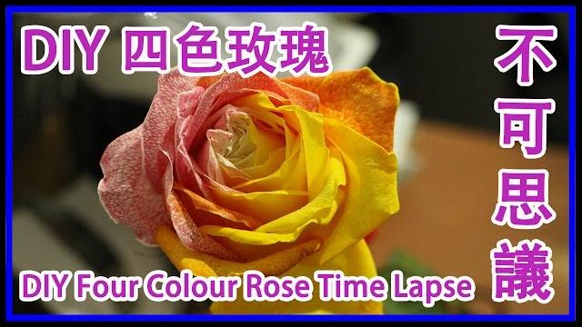 #005【tsc photography】colourful rose time lapse. #005【tsc photography】colourful rose time lapse.