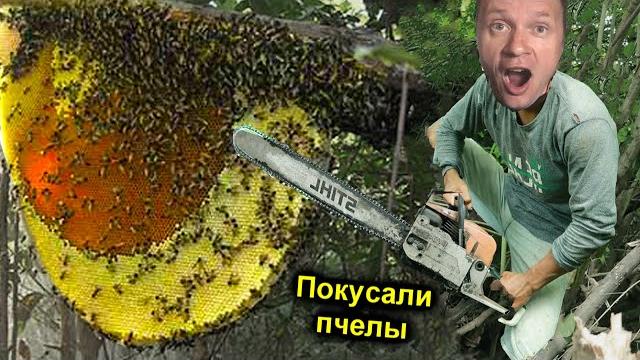 Нашли улей диких пчёл огромный искусали прям на дереве ️ лихорадка и галюцинации от укусов Нашли улей диких пчёл огромный искусали прям на дереве ️ лихорадка и галюцинации от укусов