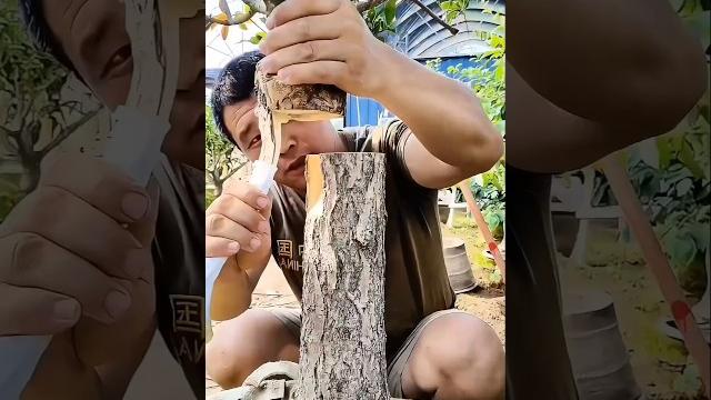 The next level of grafting techniques #farming #bonsai #magic The next level of grafting techniques #farming #bonsai #magic