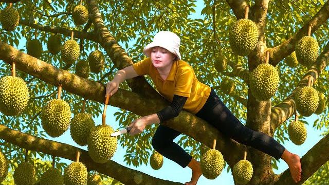 100 days harvesting musang king durian goes to market sell,fishing cooking | lý mai harvest 100 days harvesting musang king durian goes to market sell,fishing cooking | lý mai harvest