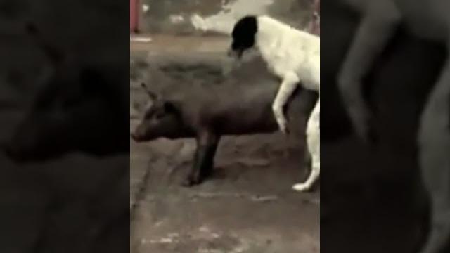 Dog mate with pig #shorts Dog mate with pig #shorts
