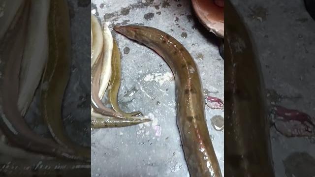 Snake ki tarah dikhne wala bihar ka famous bami fish | bami fish kaisa hota hai | #bihar #fish Snake ki tarah dikhne wala bihar ka famous bami fish | bami fish kaisa hota hai | #bihar #fish