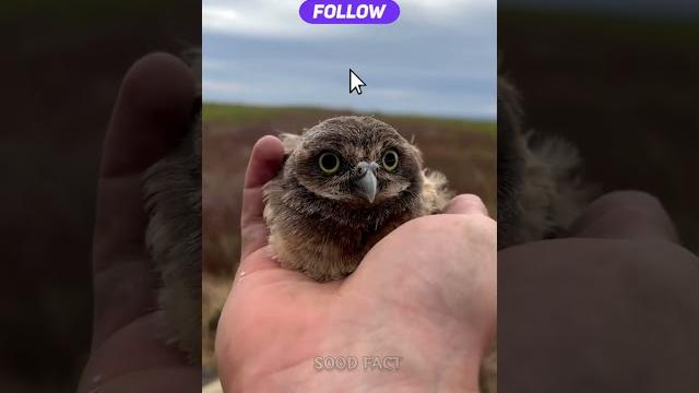 उल्लू को दिन में दिखाई क्यों नही देता उल्लू क्यों दिन में अंधा हो जाता है ‼️ #owl #viral #facts उल्लू को दिन में दिखाई क्यों नही देता उल्लू क्यों दिन में अंधा हो जाता है ‼️ #owl #viral #facts