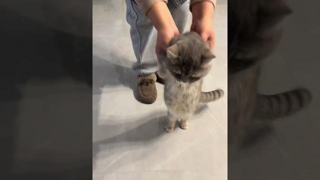 #fun #cat #cute #fun #cat #cute