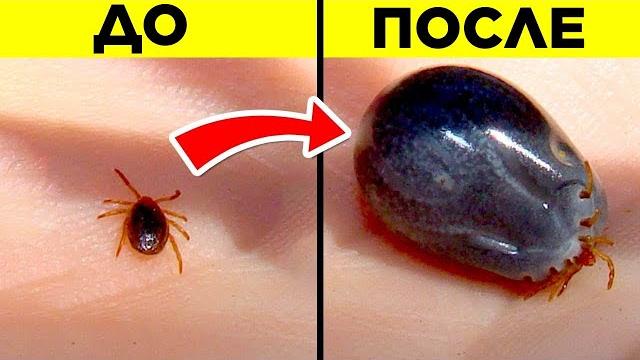 Самые опасные насекомые и паукообразные в мире Самые опасные насекомые и паукообразные в мире
