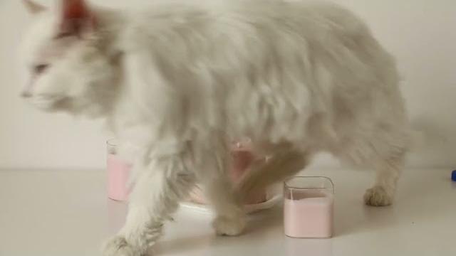 #猫 #蛋糕 只要前脚不故意踩蛋糕,后脚就不会踩到蛋糕 #猫 #蛋糕 只要前脚不故意踩蛋糕,后脚就不会踩到蛋糕