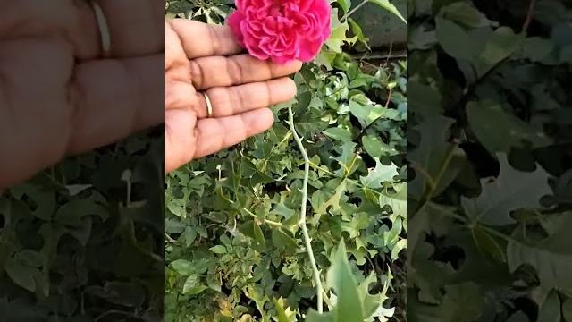 Desi roses Desi roses