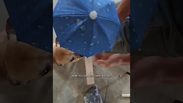 Minion requests a new stick for his umbrella #narrowayhomestead #theoneandonlyminion #farmdog Minion requests a new stick for his umbrella #narrowayhomestead #theoneandonlyminion #farmdog