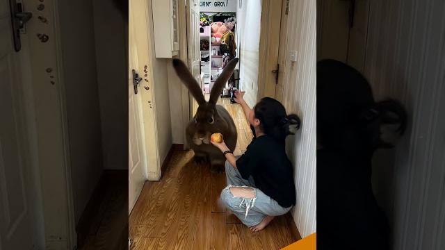 Big bunny #rabbit #rabbits #rabbitlife #ai #funny #aivideo #aiart #pets #videoshort #cute Big bunny #rabbit #rabbits #rabbitlife #ai #funny #aivideo #aiart #pets #videoshort #cute