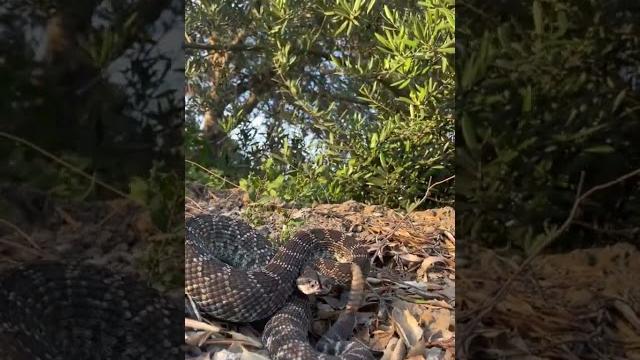 120 southern pacific rattlesnake #viral #crote #socal #southern #pacific #rattlesnake #snake #crot 120 southern pacific rattlesnake #viral #crote #socal #southern #pacific #rattlesnake #snake #crot