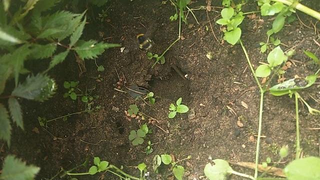 Где живут шмели гнездо шмеля (шмель) Где живут шмели гнездо шмеля (шмель)