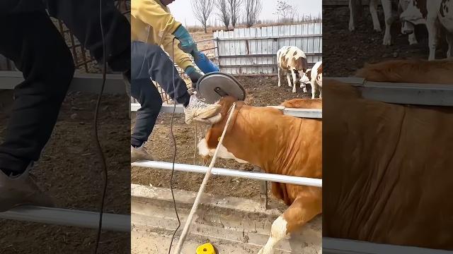 Dehorning cattle on farms: reduces injuries, eases management, and boosts farm efficiency Dehorning cattle on farms: reduces injuries, eases management, and boosts farm efficiency