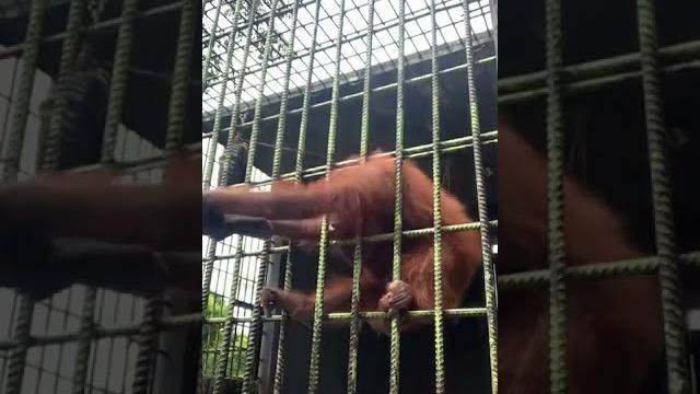 Orangutan grabs zoo visitor who jumped guardrail | usa today #shorts Orangutan grabs zoo visitor who jumped guardrail | usa today #shorts
