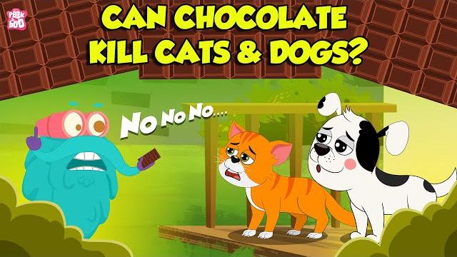 Is eating chocolate dangerous for dogs and cats? | why can't dogs & cats eat chocolate? | dr. binocs Is eating chocolate dangerous for dogs and cats? | why can't dogs & cats eat chocolate? | dr. binocs