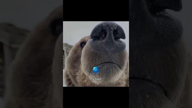 #mytype #memebear #mytype #memebear