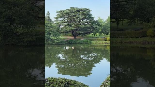Tree porn Tree porn