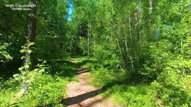 Пение птиц в солнечном лесу исцеляет от тревог и плохого настроения.спокойные нервы-спокойный сон Пение птиц в солнечном лесу исцеляет от тревог и плохого настроения.спокойные нервы-спокойный сон