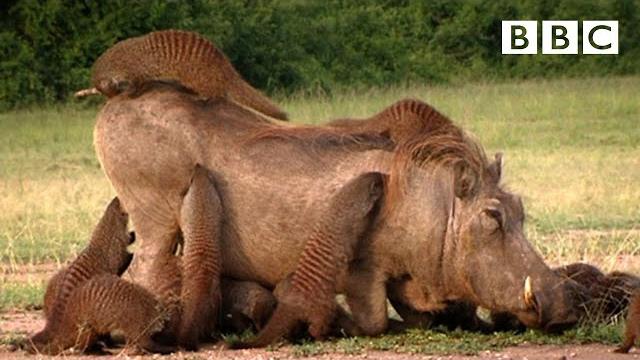 This warthog took a trip to the mongoose spa | banded brothers - bbc This warthog took a trip to the mongoose spa | banded brothers - bbc