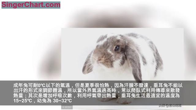 寵物荷蘭垂耳兔的飼養管理要點 寵物荷蘭垂耳兔的飼養管理要點