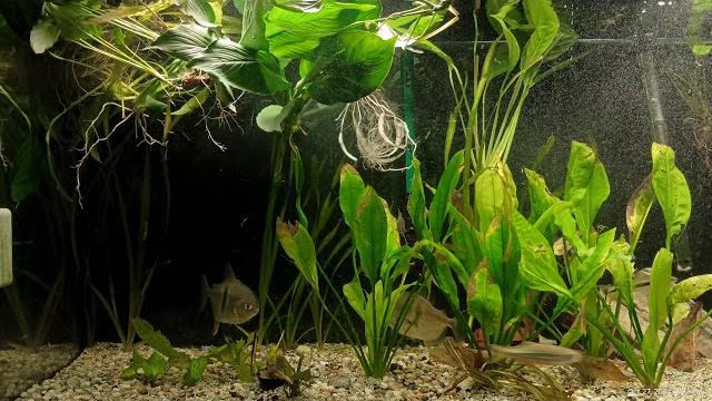 Amazon aquarium live - all natural plants fantastic relax with water sounds - 90 gallons tank Amazon aquarium live - all natural plants fantastic relax with water sounds - 90 gallons tank