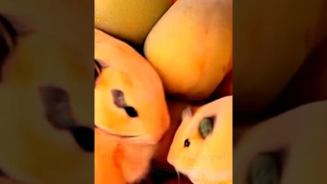 Manggo live #animals Manggo live #animals