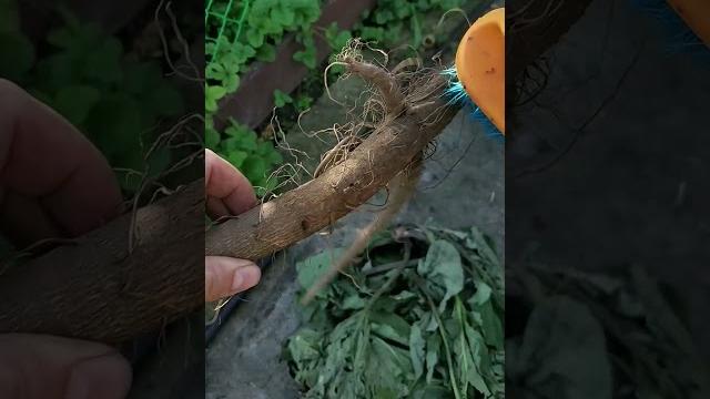 Разложила по огороду колючки (лопух большой, репейник) Разложила по огороду колючки (лопух большой, репейник)