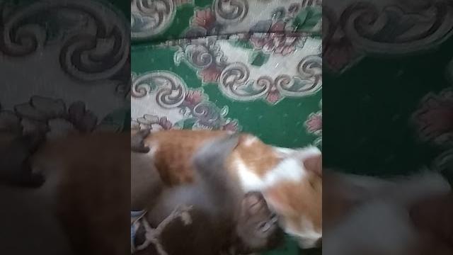 Sahabat kucing sama monyet Sahabat kucing sama monyet