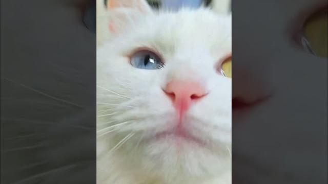 Look! it was really xiaoxue who wanted to kiss her#who can resist a kitten in their arms#kitten Look! it was really xiaoxue who wanted to kiss her#who can resist a kitten in their arms#kitten