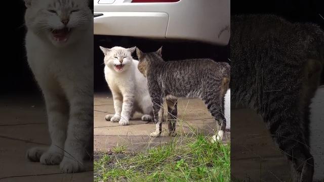 Angry cats sound | cat fight sound effects #shorts Angry cats sound | cat fight sound effects #shorts
