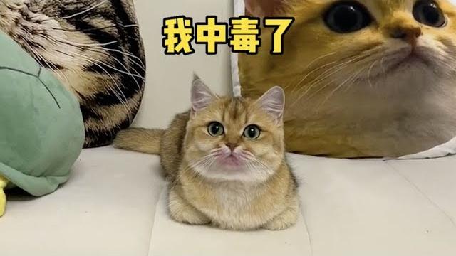 【牛奶是只猫】小猫咪竟然那么喜欢舔屏……也不知道和谁学的!! 【牛奶是只猫】小猫咪竟然那么喜欢舔屏……也不知道和谁学的!!
