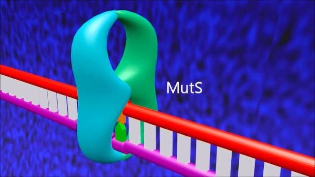 A 3d animation of mismatch repair in e. coli A 3d animation of mismatch repair in e. coli