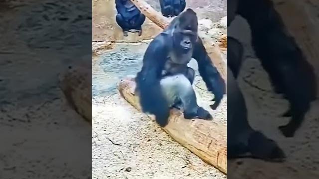 Iwara wenakan balanna Iwara wenakan balanna