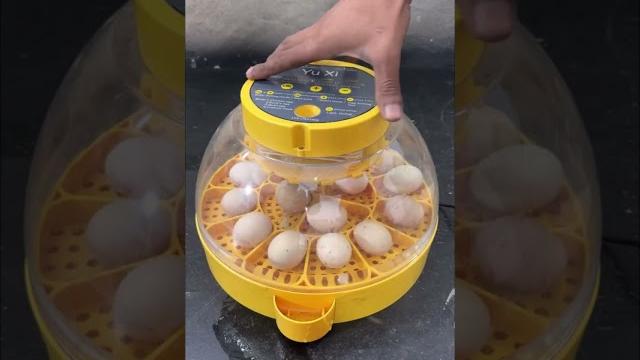 Fantastic ,16 eggs full automatic mini egg incubator Fantastic ,16 eggs full automatic mini egg incubator