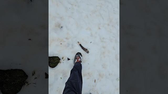 Следы медведя 01.04.25 Следы медведя 01.04.25