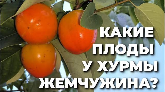 Почему плоды хурмы могут отличаться? Почему плоды хурмы могут отличаться?