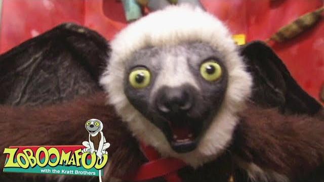Flying buddies | zoboomafoo - wildbrain | movies for kids Flying buddies | zoboomafoo - wildbrain | movies for kids