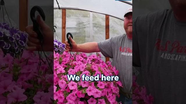 Despite rain, southern tier flower sales stay strong at parker’s market #flowers #elmirany #newyork Despite rain, southern tier flower sales stay strong at parker’s market #flowers #elmirany #newyork