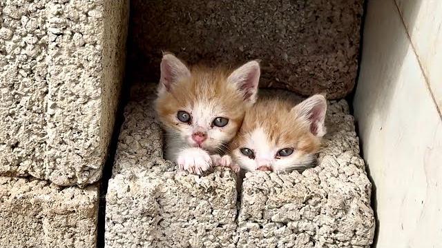 3 kittens came in for shelter and treated me like the enemy—the ending was nothing like i expected… 3 kittens came in for shelter and treated me like the enemy—the ending was nothing like i expected…