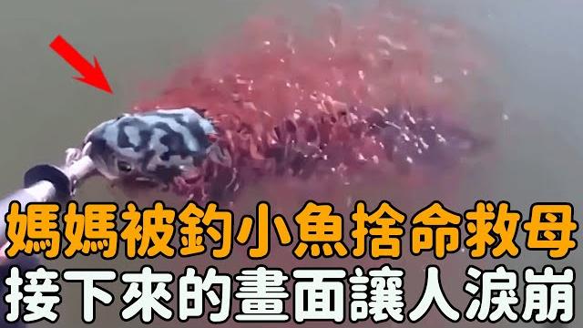 魚媽媽咬到魚鉤命懸一線,一群小魚竟趕來捨命救母!最後的結局讓人暖心#暖心 #感人 #感動 #母愛 魚媽媽咬到魚鉤命懸一線,一群小魚竟趕來捨命救母!最後的結局讓人暖心#暖心 #感人 #感動 #母愛