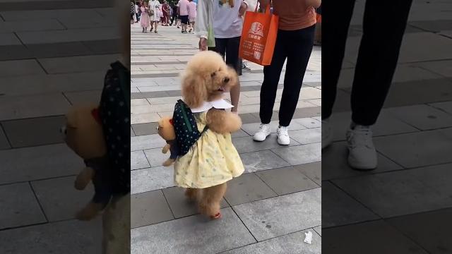 Anjing ini berjalan seperti gadis kecil.. #shorts Anjing ini berjalan seperti gadis kecil.. #shorts
