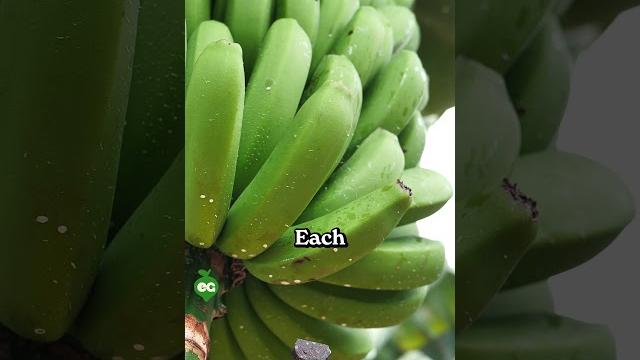 I finally grew a banana at home... I finally grew a banana at home...
