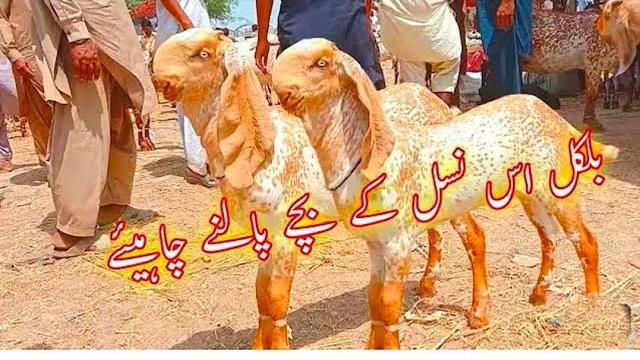 Madrasa mandi pakistan 03124058010 altaf goat farm Madrasa mandi pakistan 03124058010 altaf goat farm