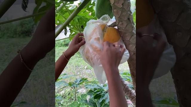 Papaya viral #pepaya Papaya viral #pepaya