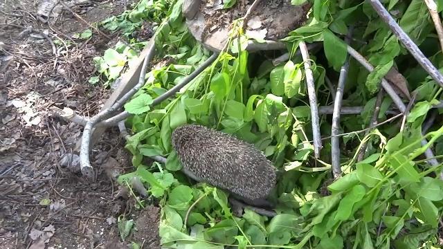 Зашла на участок... а там... Зашла на участок... а там...